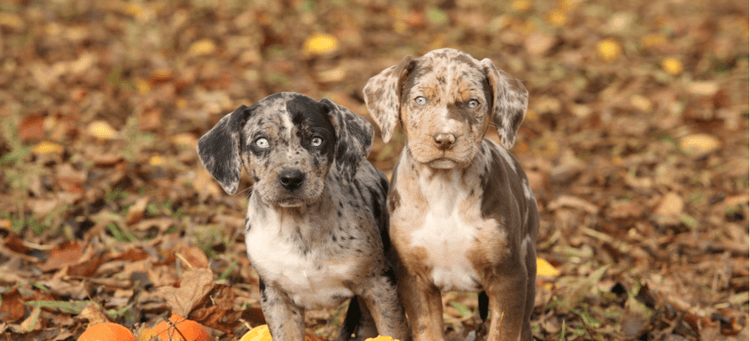 Two young Catahoula Leopard Dogs, which are the official state dog of Louisiana.