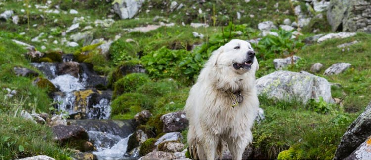 The Great Pyrenees, a member of the Working Group, rests by a brook.