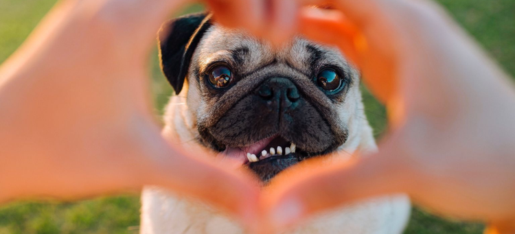 Doug the Pug surrounded by a hand heart.