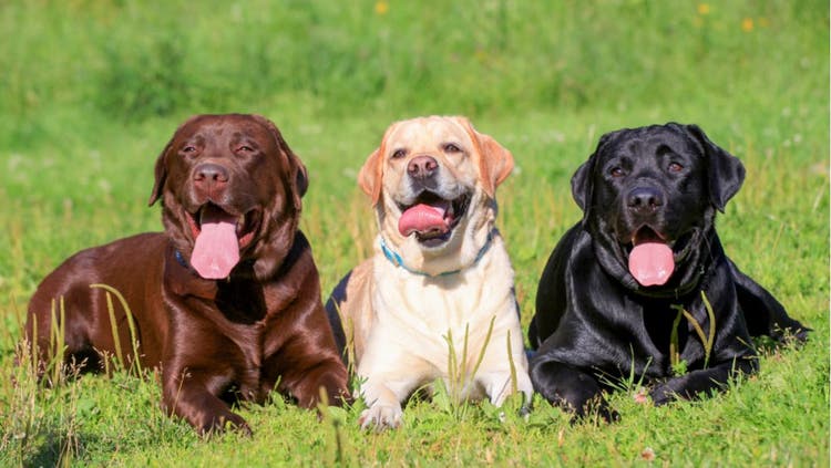 A trio of Labrador Retrievers.
