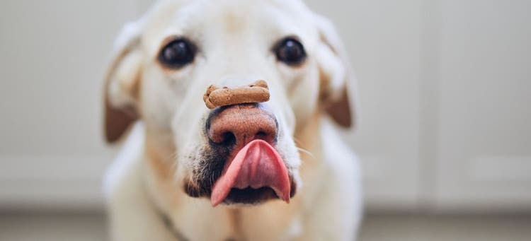 Celebrate National Dog Biscuit Day.