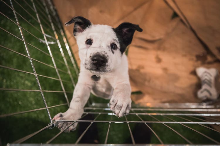 A puppy photographed from above stands on its hind legs and puts its front paws against the bars of its crate.
