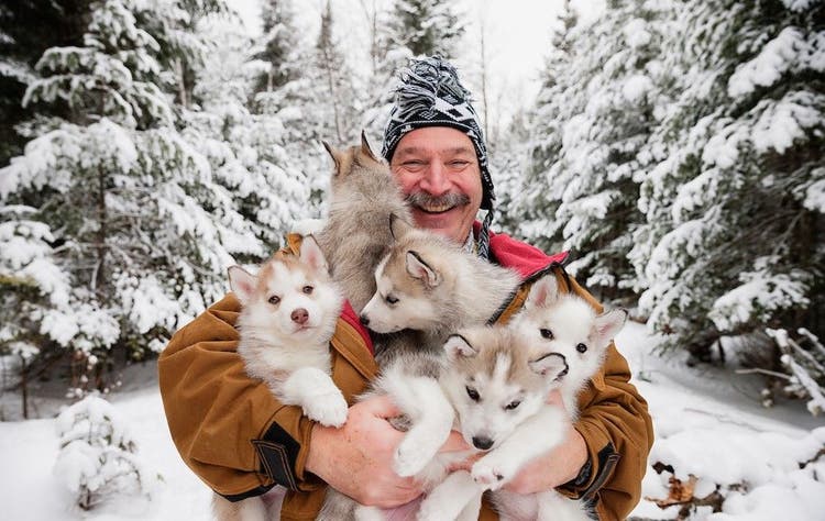 A musher and his litter of young pups.