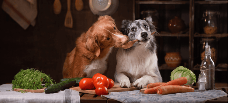 Two dogs cooking a homemade meal.
