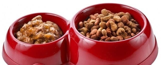 dry food vs canned food