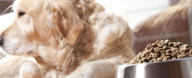 pet food makes dog sick