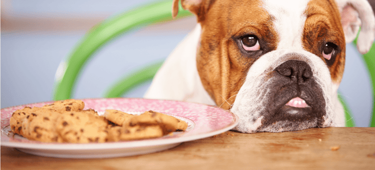 A Bulldog wants to eat chocolate cookies.