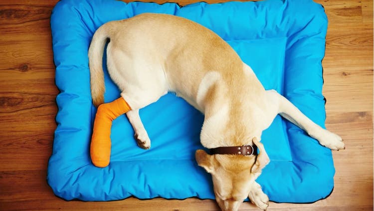 Discovering the Value of Pet Insurance