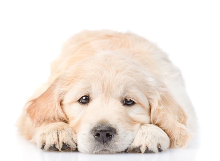 Things that make dogs sick