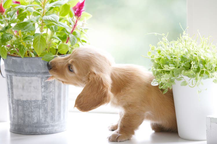 plants dangerous to dogs