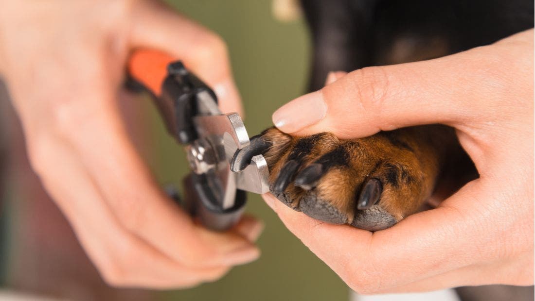 How to Trim Your Dog's Toenails PetPlace