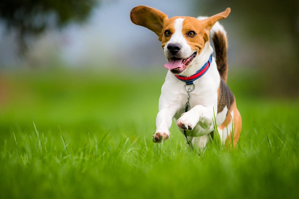 Nature dogs clearance