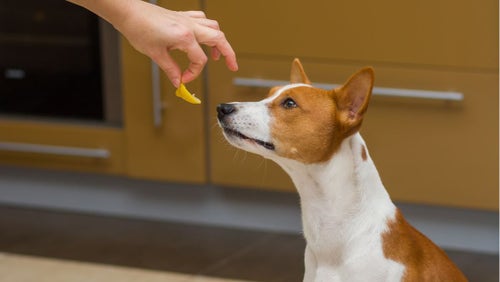 5 Human Foods That Make Dogs Sick PetPlace