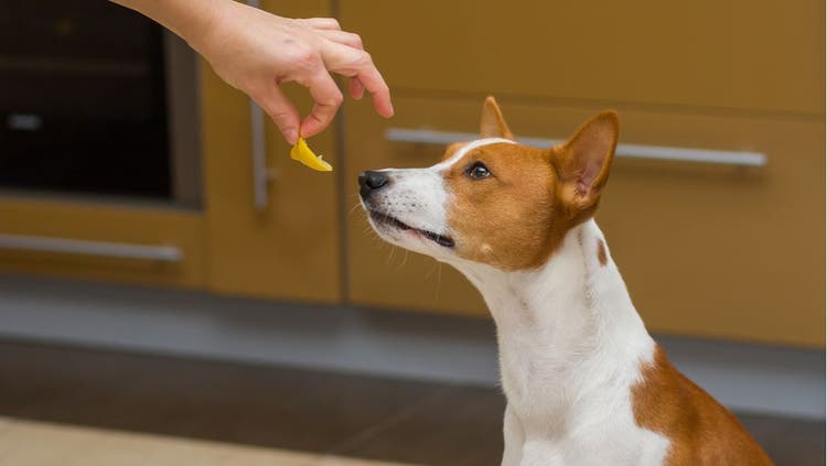A person holds a piece of fruit in front of a dog's face.