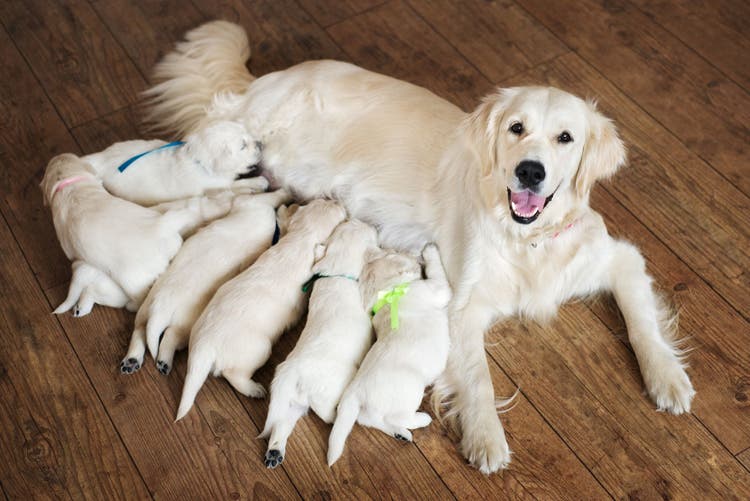 care for new mother dog