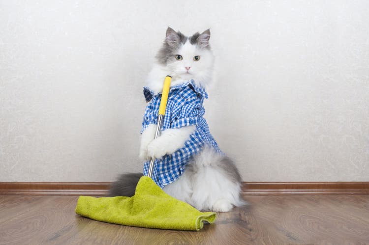 Spring Cleaning for Cat Lovers – 10 Tips to Help