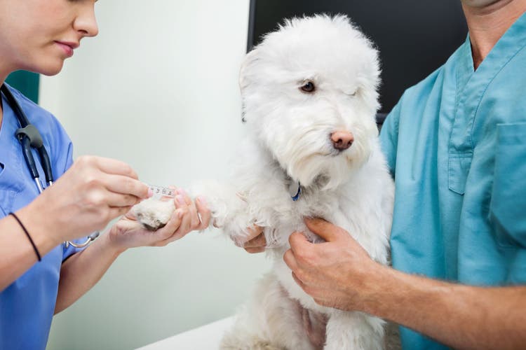 SDMA blood testing in dogs