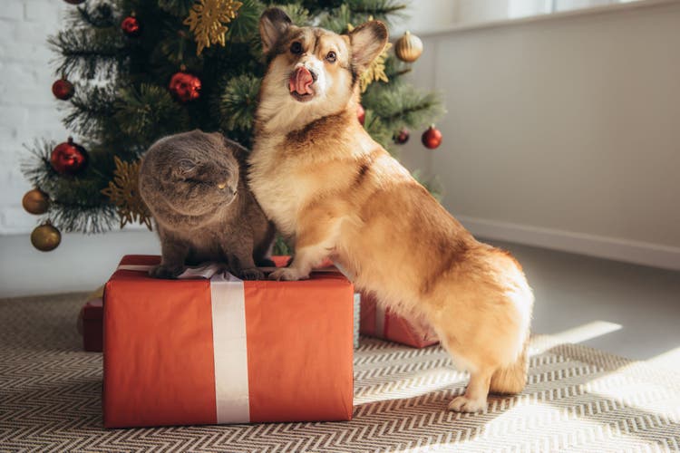 holiday gifts for dogs and cats