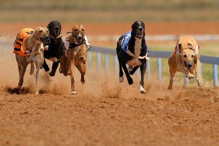 florida dog racing