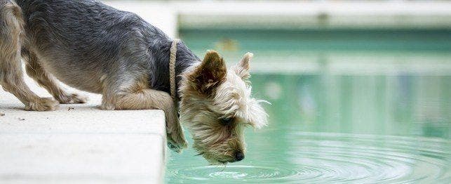 should I give my dog tap water