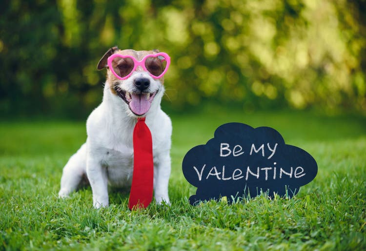 dog love letter
