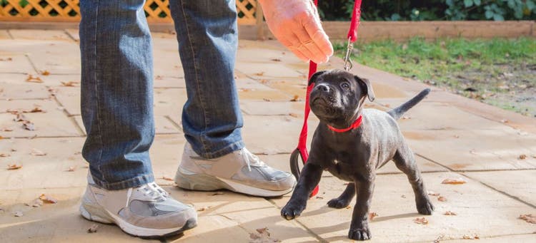 5 training cues that are great for puppy safety.
