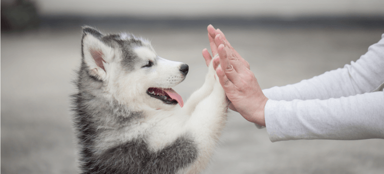 A Husky puppy gives his mom a high-five.