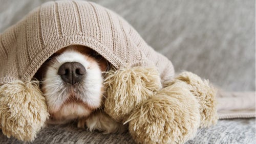 Dog humps blanket store