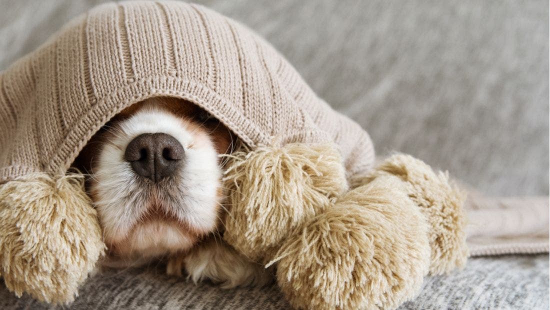 How to Stop Your Puppy from Humping PetPlace