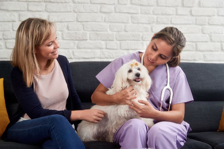 What Does a Dog Behaviorist Do?