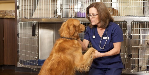 Board certified animal behaviorist near me clearance