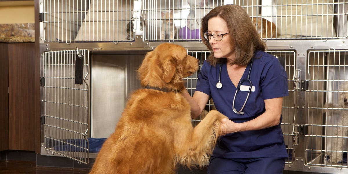 Find a veterinary behaviorist top