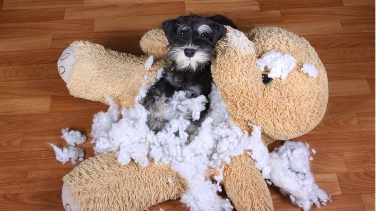 A dog poses with a chewed-up stuffed animal.