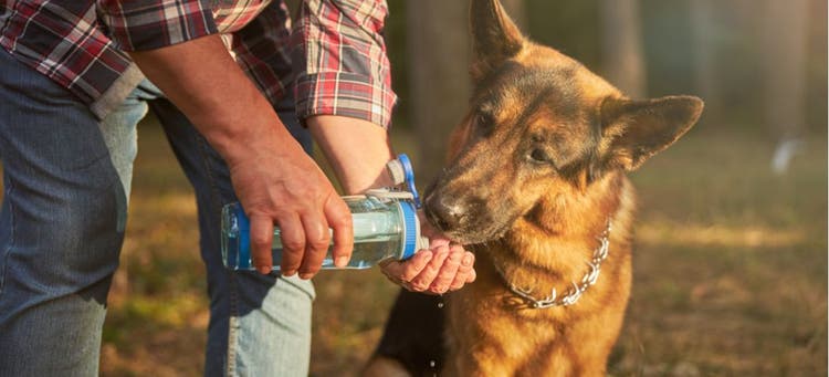 Dog owner keeping his pet hydrated.