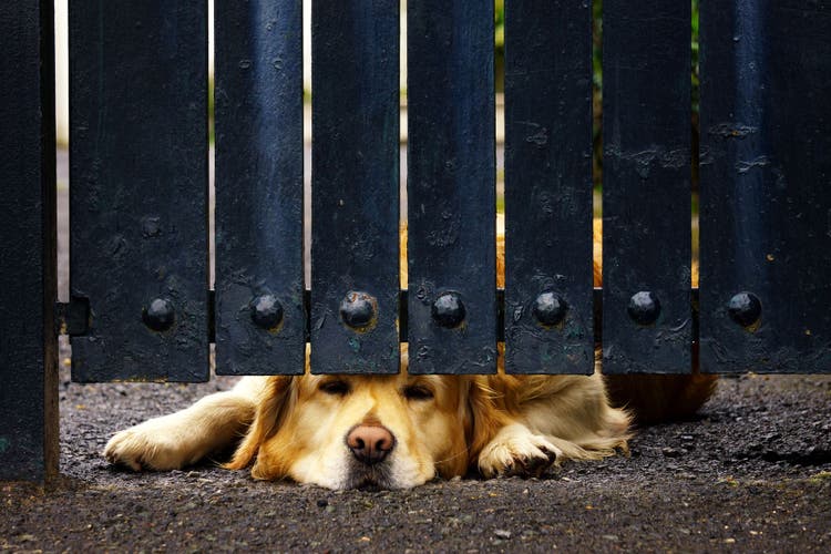 how to stop a dog digging under fence
