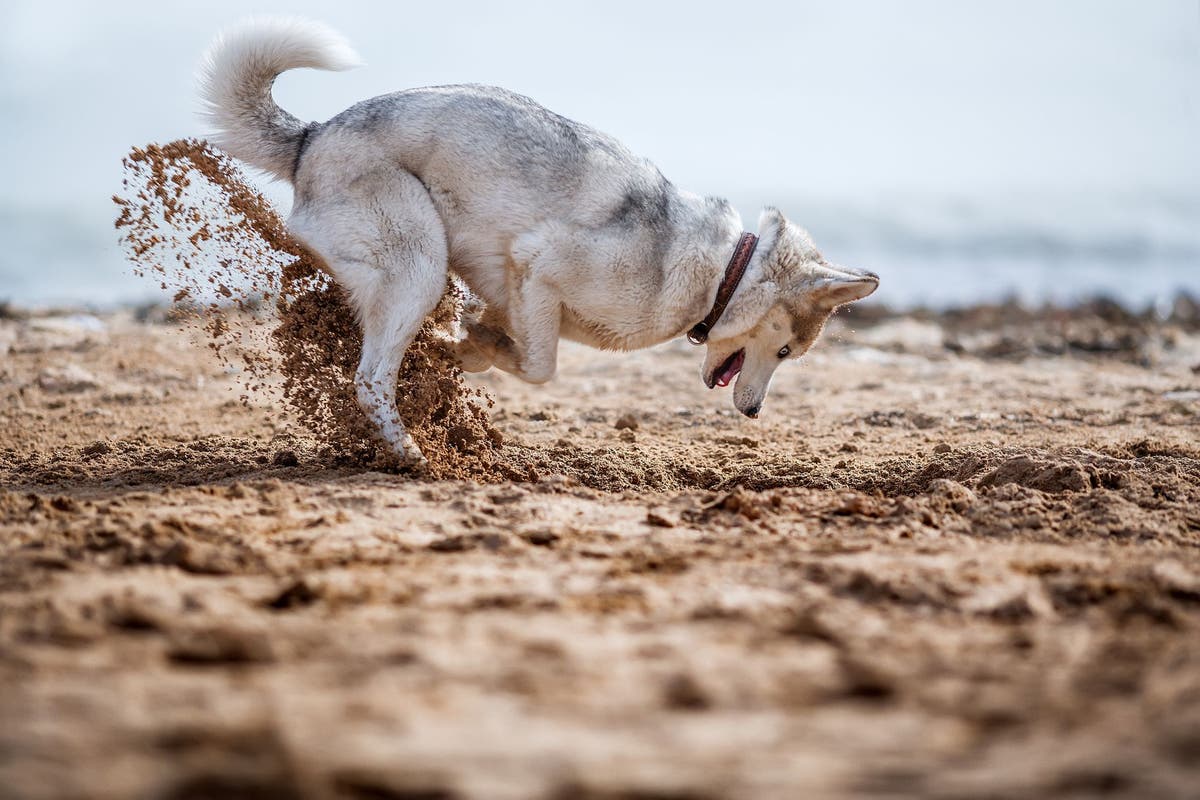 Why Do Dogs Dig Holes?