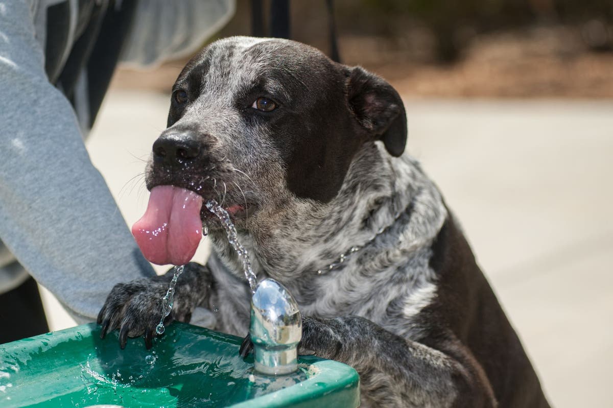 Does Dog Water Intoxication Exist?