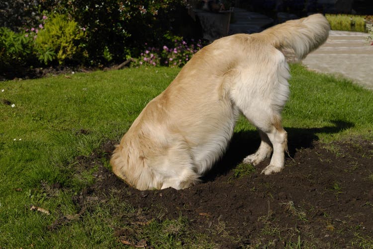 how to stop a dog from digging