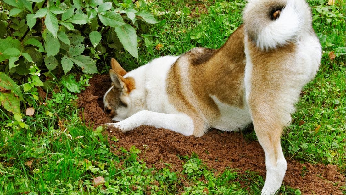 Why Do Dogs Dig? PetPlace