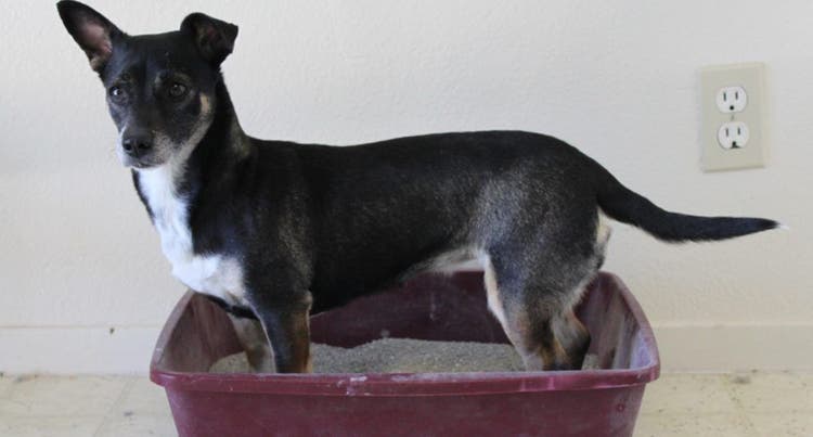 A black dog stands in a litter box.