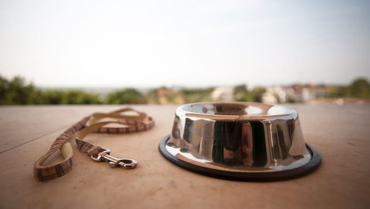 A leash and an empty dog bowl.