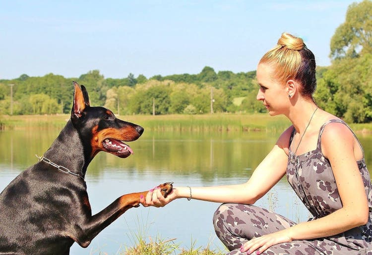 Training a dog