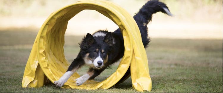 A dog goes through a tunnel during agility training.