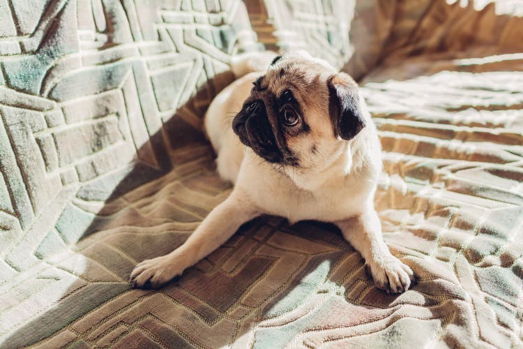 A pug relaxes on a couch.