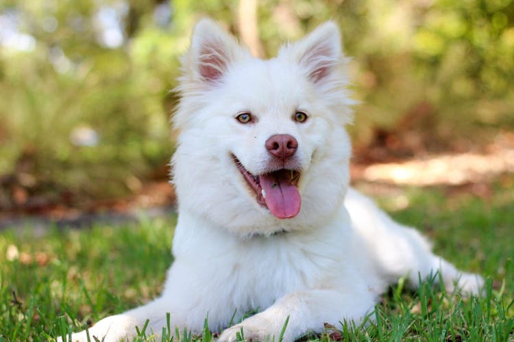dog laying in the grass