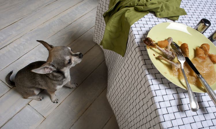 A small dog stares up at a plate of food.