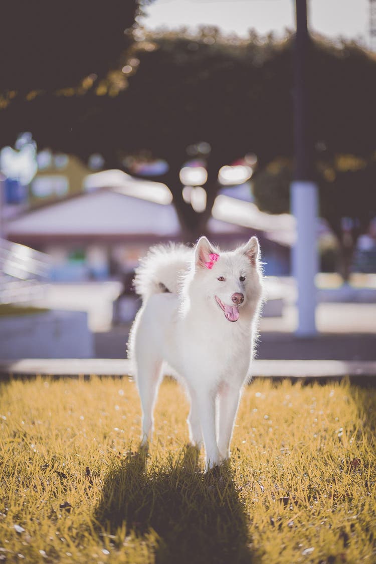 Dog standing