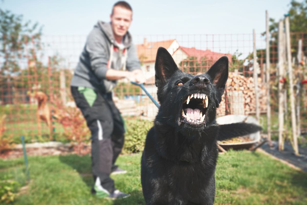 How to stop my german shepherd from barking at strangers 2025