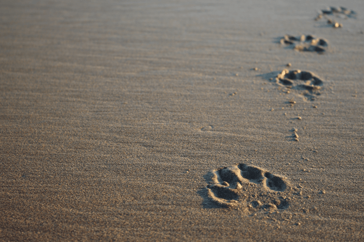 A dog's paw prints in the sand.