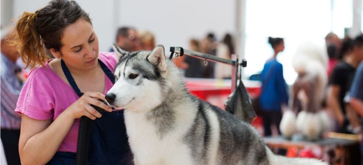 A woman prepping her Husky for the National Dog Show.